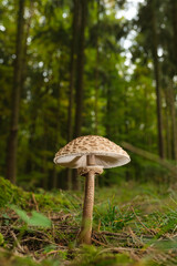Hochformat: Ein schöner Pilz auf dem grünen moosigen Waldboden vor einem dunklen Nadelwald
