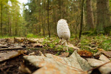 Ein Pilz im Wald