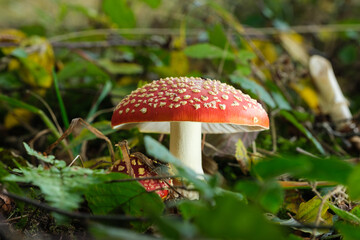 Ein giftiger roter Fliegenpilz steht zwischen grünen Blättern und Gras auf dem Waldboden