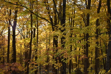 Fototapeta premium A sugar bush in autumn, Sainte-Apolline, Québec, Canada
