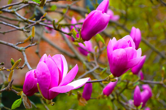 Close-up of a branch of a flowering magnolia in the park.