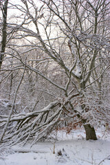 forest, snowy winter landscape in Auvergne, Puy-de-Dome