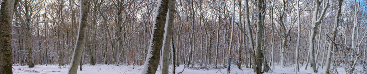 Panoramic view of the snowy forest, Auvergne, Puy-de-Dome