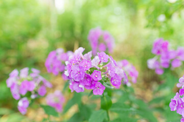 Garden phlox (Phlox paniculata), vivid summer flowers. Blooming branches of phlox in the garden on a sunny day. Soft blurred selective focus.	