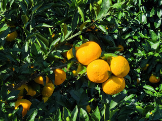 mandarin, tangerine, mandarin tree, tangerine tree, a tangerine orchard, fruit