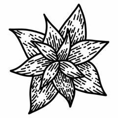 Poinsettia flower in cartoon doodle style. Christmas star plant linear black illustration