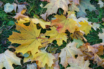 fallen yellow orange and red autumn leaves