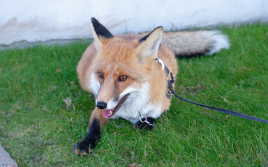 the fox is an unusual pet