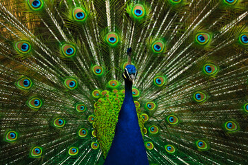 Fototapeta na wymiar Close up of an Peacock peafowl 