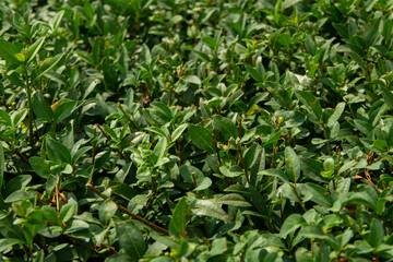 green leaves background