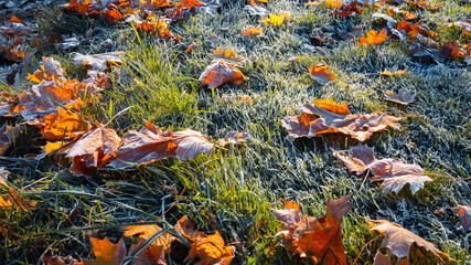First morning frost on green grass and dry fallen maple leaves. The lawn is prepared to winter. Copy space. Late autumn. Weather forecast background. Nature detail. Winter. Top view. Garden cleaning - obrazy, fototapety, plakaty