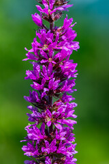Lythrum salicaria flower growing in field