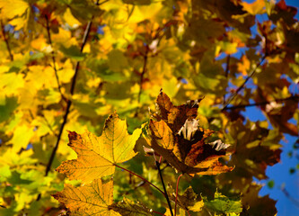 autumn colors of yellow, brown and green maple tree leaves. lush foliage. fall concept. colorful nature. selective focus. blue sky in the background.

