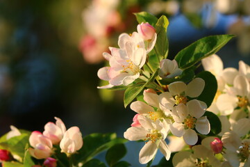 Fototapeta na wymiar Flower Blossom apple tree