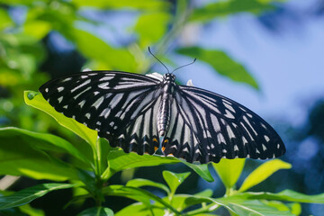 butterfly on leaves
