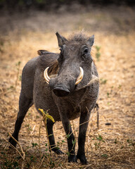 Phacochère Parc national de Tarangire Portrait
