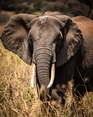 Fototapeta na wymiar ELEPHANT PARC TARANGIRE SAFARI 
