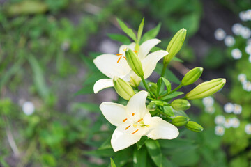 Beautiful lily flower on a background of green leaves. Lily flowers in the garden. Background texture with burgundy buds. Image of a flowering plant with crimson flowers of a varietal lily.