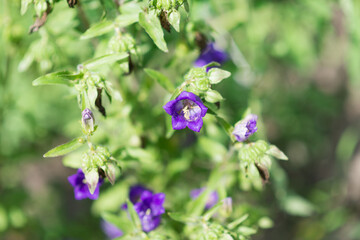 Blue campanula medium flowers in full bloom (Common known as Canterbury bells or bell flower, is a flowering plant of the genus Campanula of the family Campanulaceae)