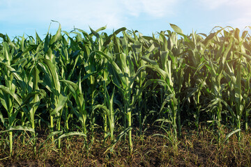 Green field of young maize stalks under blue sky in Ukraine