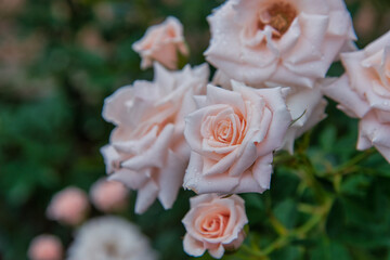 秋薔薇