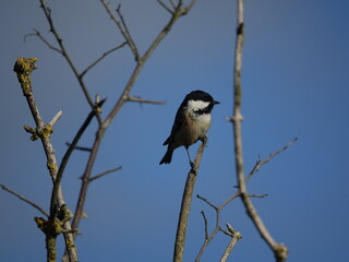 coal tit (Periparus ater) perched on tree branch, set against clear blue autumn sky