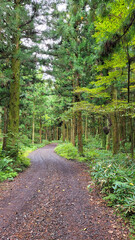 a path through a forest, a woodland path, forest, lane, trail