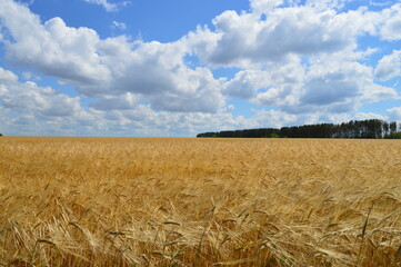 wheat field and sky