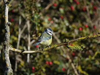 blue tit (Cyanistes caeruleus)