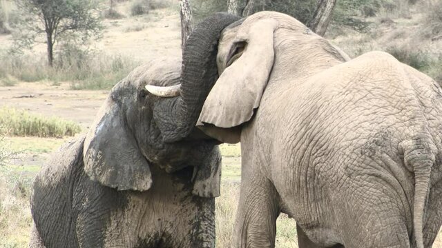 African elephant (Loxodonta africana) bulls  fighting