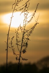 sunset in the grass