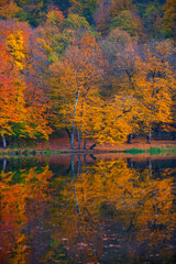 fall view in the forest