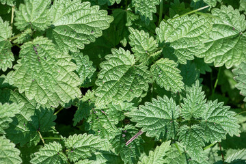 green leaves background