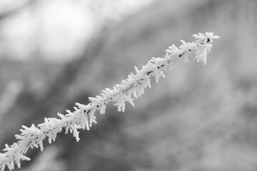 A plant branch is frozen after frost.