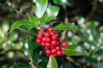 Fruits du houx en automne en gros plan