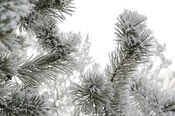 Pine tree branches with frozen coniferous leaves after frost.