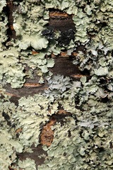 Lichen sur un tronc d'arbre en gros plan