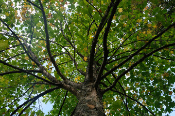 Vue en contre-plongée sous un arbre en automne en gros plan