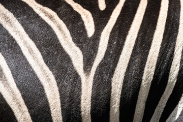 Close-up at black and white stripes line on the zebra horse body. Animal part for background and texture pattern photo.