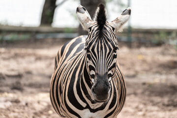 Naklejka premium A zebra horse is looking to the camera with natural jungle environment as blurred background. Animal portrait photo, close-up and selective focus.