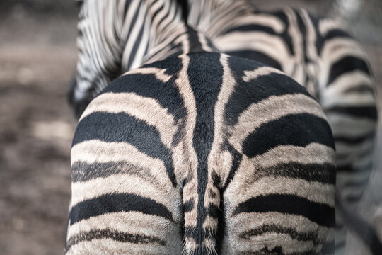 Bottom and tail part of a fatty zebra horse with unique black-white pattern line. Animal body part abstract photo. Selective focus.