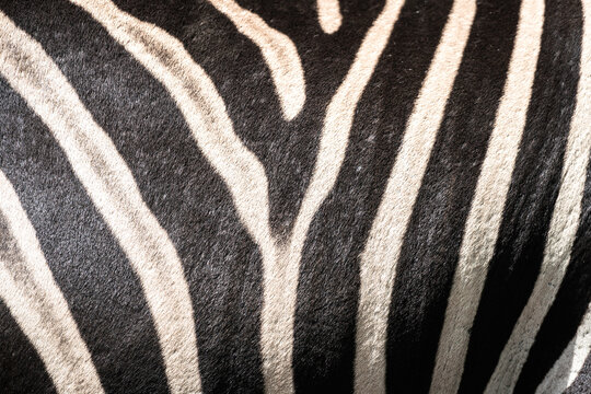 Close-up at black and white stripes line on the zebra horse body. Animal part for background and texture pattern photo.