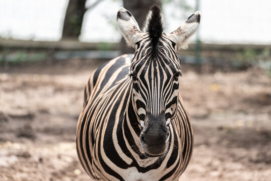 A zebra horse is looking to the camera with natural jungle environment as blurred background. Animal portrait photo, close-up and selective focus.