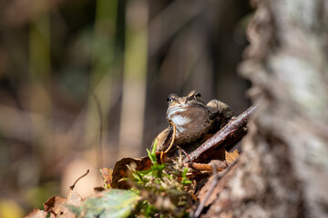 The common frog (Rana temporaria), European common brown frog, European grass frog in the forest