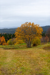 Fototapeta premium Scenic autumn view with colorful trees