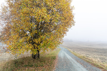 Naklejka premium Foggy landscape with dirt road