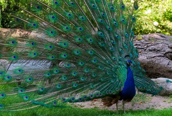 peacock in the park at the zoo