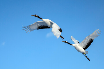 Red-crowned crane, Grus japonensis, in Hokkaido, Japan. Also called Manchurian crane and Japanese crane
