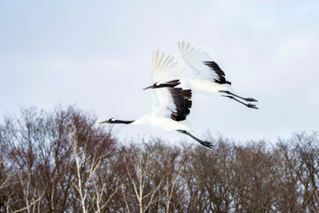 Red-crowned crane, Grus japonensis, in Hokkaido, Japan. Also called Manchurian crane and Japanese crane