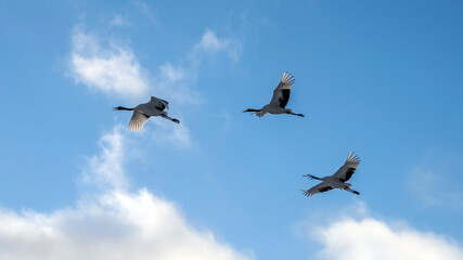 Red-crowned crane, Grus japonensis, in Hokkaido, Japan. Also called Manchurian crane and Japanese crane